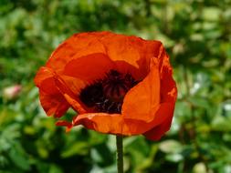 absolutely beautiful Papaver Rhoeas Flower