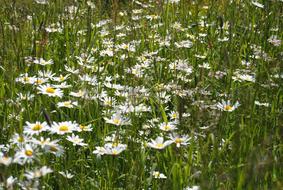 white Wildflowers Summer