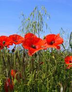 Rhoeas Poppy