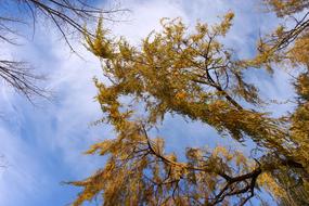 Willow Leaves against the sky