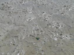 Pile of the lugworms in the sand with water