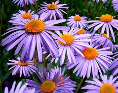 Aster Tongolensis Flowers