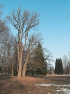 landscape of Park Trees and Sky