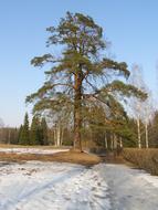 Beautiful landscape of the snowy park, with the colorful plants, in the spring