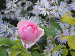 absolutely beautiful Rose Pink Flower