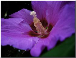goodly Hibiscus Blossom