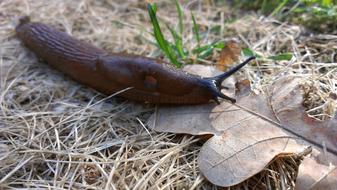 Snail Slug Brown dry grass