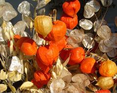 Honesty Physalis Autumn decorations
