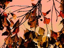 Leaves Autumn Fall and pink sky