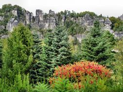 mountains in colorful trees