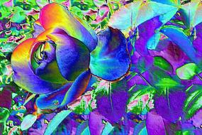 colorful Rose, digital Art