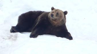 brown Bear Snow