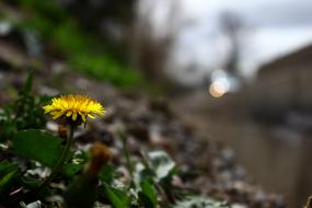 wonderful yellow Dandelion Flower