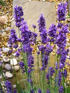 wonderful purple Lavender Flower