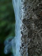 Close-up of the smoke leakage on the rocks, near the green plants