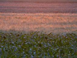 Fields Cornfield