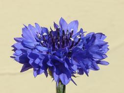 nice Cornflower Blue Flower