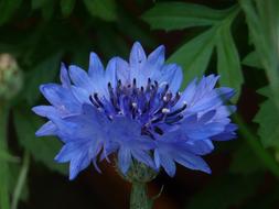 magnificent Cornflower Blue Flower