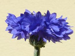 goodly Cornflower Blue Flower