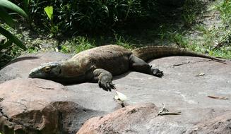 komodo dragon lies on a stone in the wild