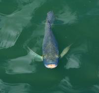 Beautiful, colorful and cute Japanese Koi carp, swimming in the green pond