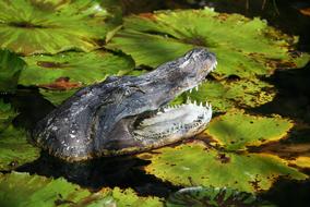 Alligator Sculpture head