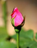 impressively beautiful Rosebud Flower