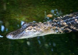 Young Alligator in the water close-up