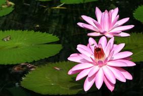 two Pink Water lily flowers on pond