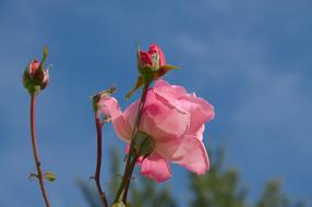 Rose, Pink Flower and buds