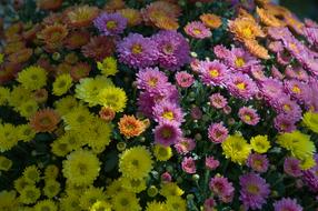 Purple and Yellow Garden flowers