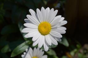 magnificent Marguerite