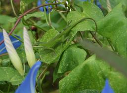 Carolina Green Lizard