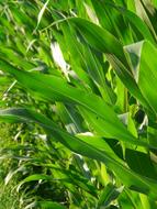 green new Corn Leaves on field