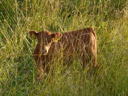 Calf Cow Hidden green grass