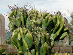 Rock Cactus close up, Cereus Peruvianus