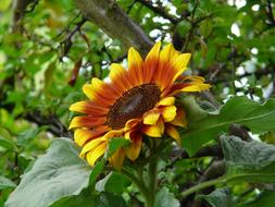 magnificent Sunflower Blossom