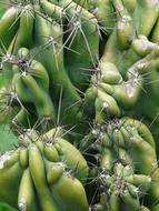 prickly Rock Cactus close up, Cereus Peruvianus