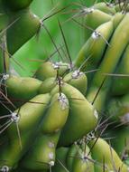 Spur Rock Cactus Cereus Peruvianus green