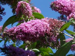 Summer Lilac Bush