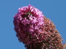 Summer Lilac Bush close-up against the sky