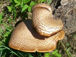 brown Tree Mushroom Fungus Polyporus