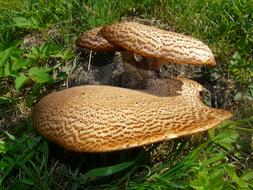 Fungus Polyporus Mushroom Tree