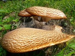 Mushroom Tree brown