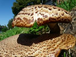 edible Tree Mushroom close up