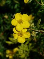 bush with yellow flowers on a blurred background