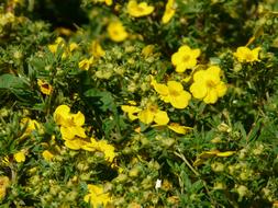 Shrub Bush yellow