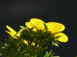 Finger Shrub Bush