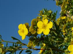 Finger Shrub Bush yellow