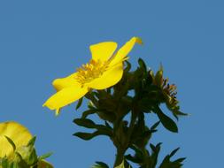 incredibly beautiful Yellow Finger flowers